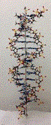 ＤＮＡ