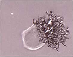 fig2