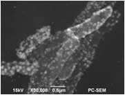fig3